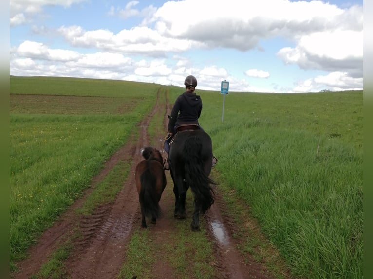 Shetland Ponys Wallach 12 Jahre 105 cm Dunkelbrauner in Siegbach