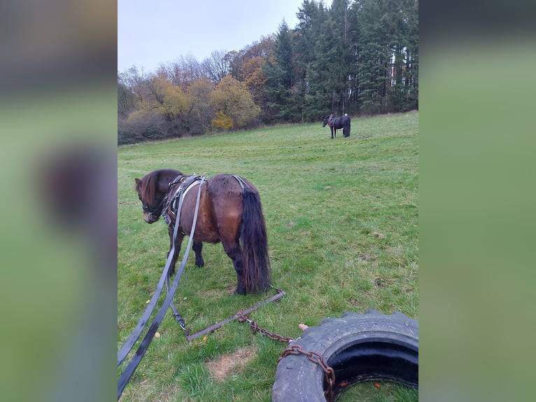Shetland Ponys Wallach 12 Jahre 105 cm Dunkelbrauner in Siegbach