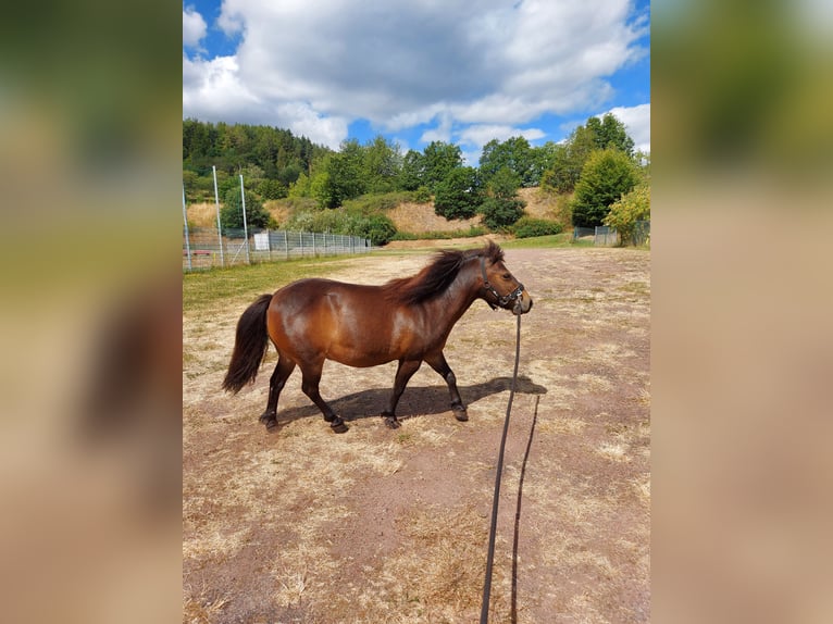 Shetland Ponys Wallach 12 Jahre 105 cm Dunkelbrauner in Siegbach