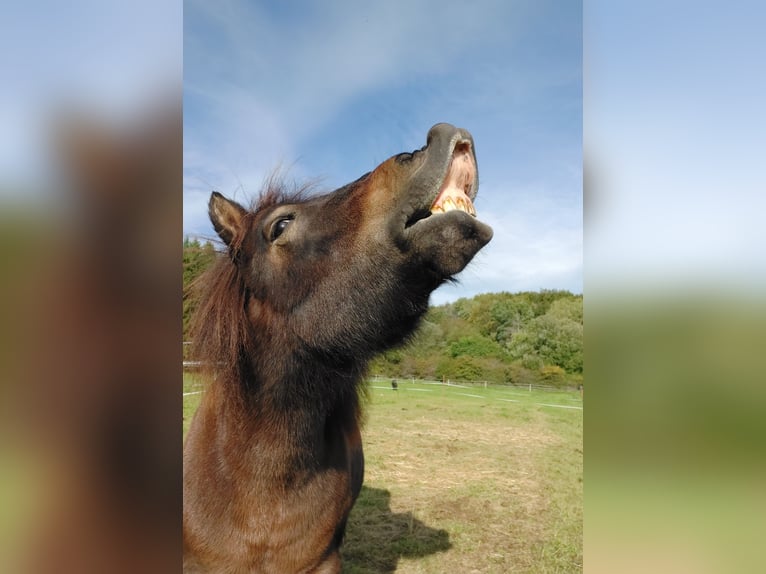 Shetland Ponys Wallach 12 Jahre 105 cm Dunkelbrauner in Siegbach