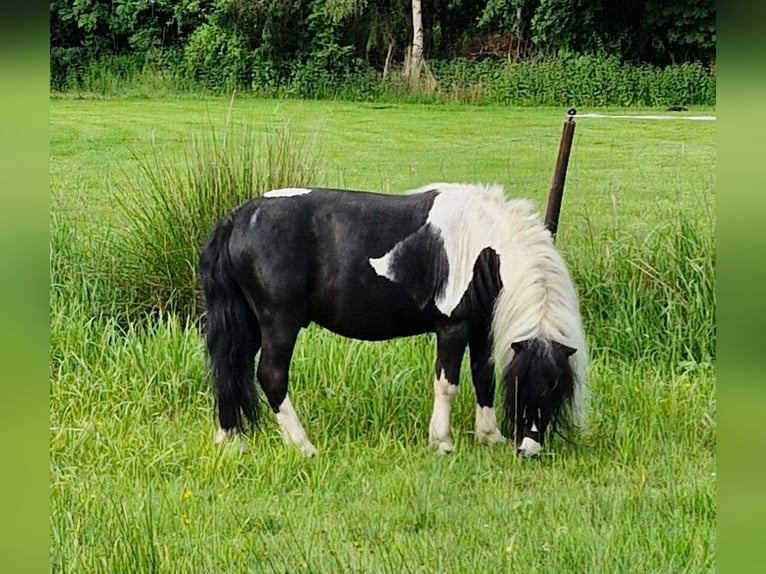 Shetland Ponys Mix Wallach 12 Jahre 105 cm Schecke in Westerstede