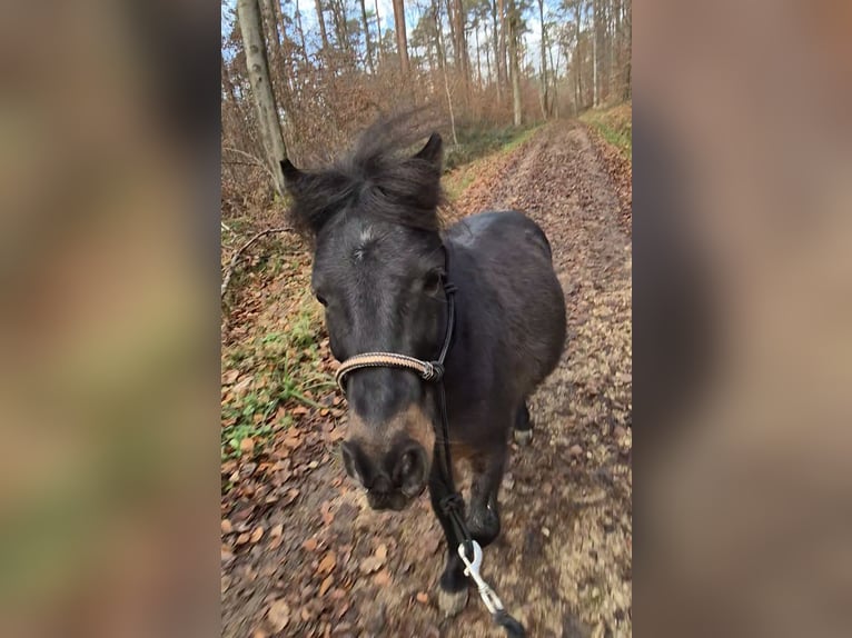 Shetland Ponys Mix Wallach 12 Jahre 108 cm Dunkelbrauner in Baltmannsweiler