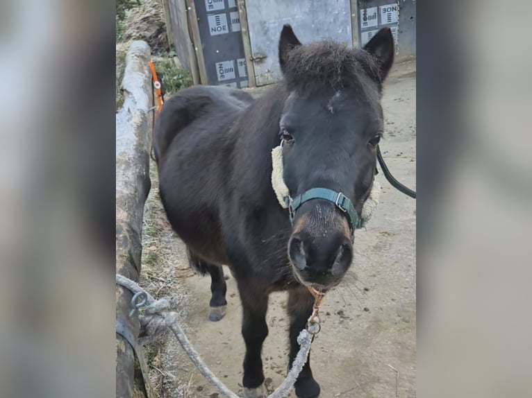 Shetland Ponys Mix Wallach 12 Jahre 108 cm Dunkelbrauner in Baltmannsweiler