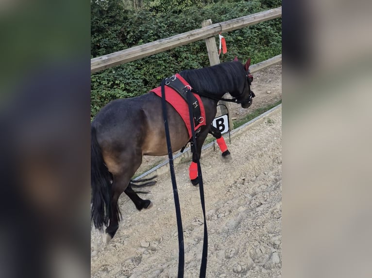 Shetland Ponys Mix Wallach 12 Jahre 108 cm Dunkelbrauner in Baltmannsweiler