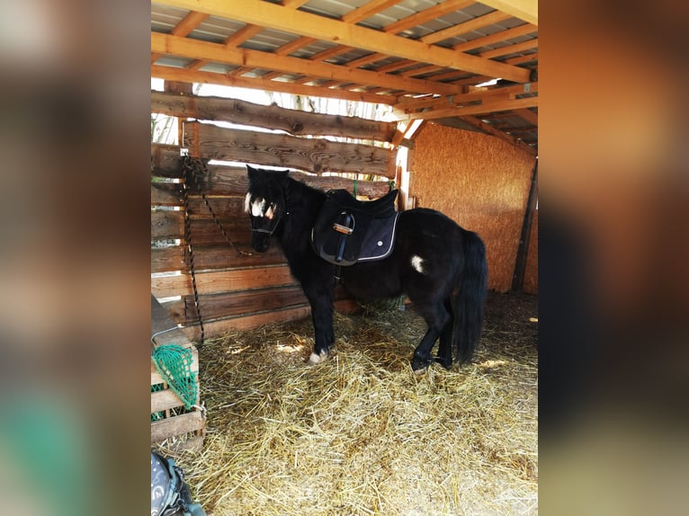 Shetland Ponys Wallach 12 Jahre 115 cm in Schlüßlberg