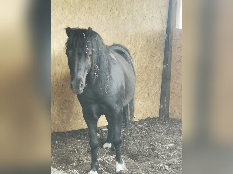 Shetland Ponys Wallach 12 Jahre 115 cm in Schlüßlberg