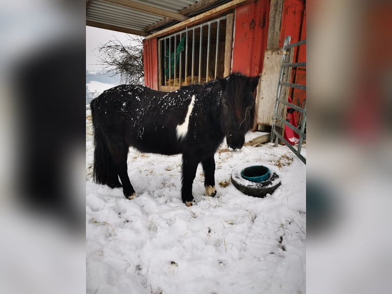 Shetland Ponys Wallach 12 Jahre 115 cm in Schlüßlberg
