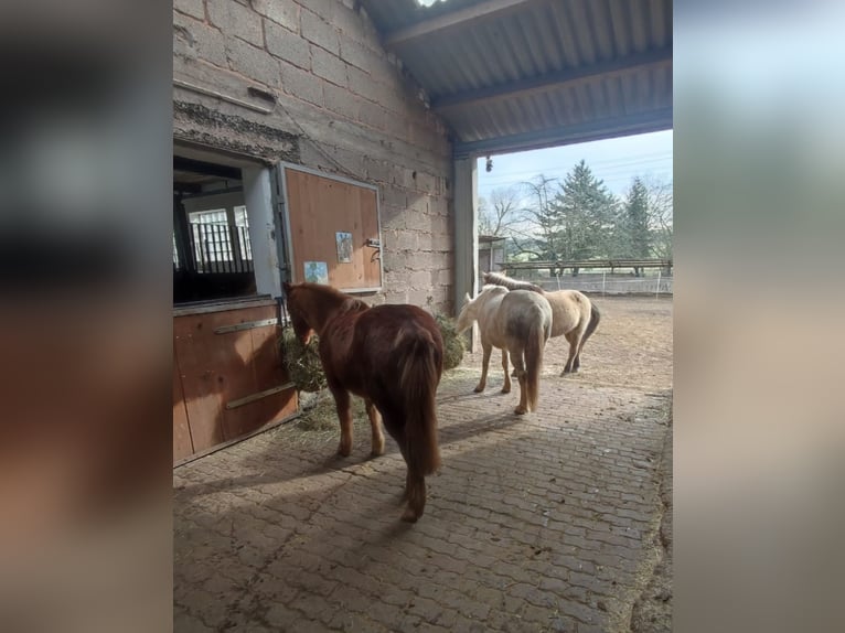 Shetland Ponys Mix Wallach 12 Jahre 131 cm Dunkelfuchs in Reipoltskirchen