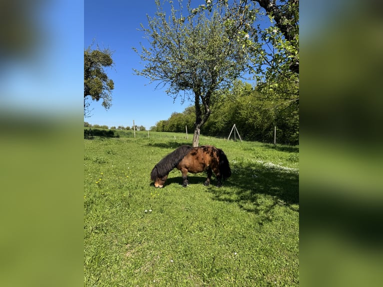 Shetland Ponys Wallach 12 Jahre 80 cm Brauner in Droyßig