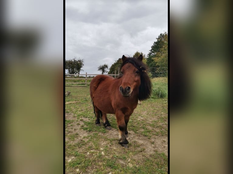Shetland Ponys Wallach 12 Jahre 80 cm Brauner in Droyßig