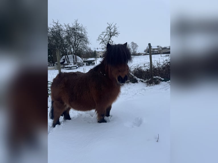 Shetland Ponys Wallach 12 Jahre 80 cm Brauner in Droyßig