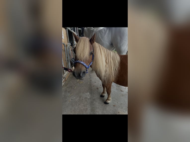 Shetland Ponys Wallach 12 Jahre 85 cm Fuchs in Kerpen