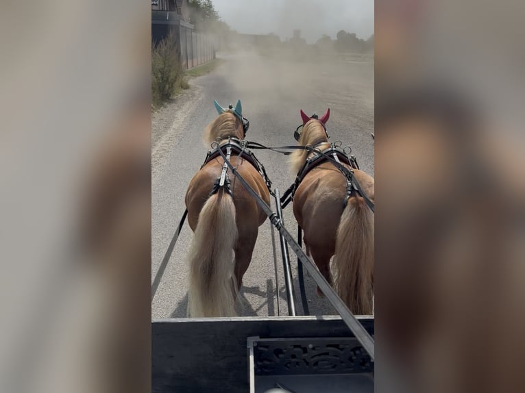 Shetland Ponys Wallach 12 Jahre 85 cm Fuchs in Kerpen