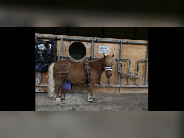 Shetland Ponys Wallach 12 Jahre 85 cm Fuchs in Kerpen