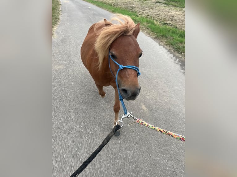 Shetland Ponys Wallach 12 Jahre 85 cm Fuchs in Kerpen