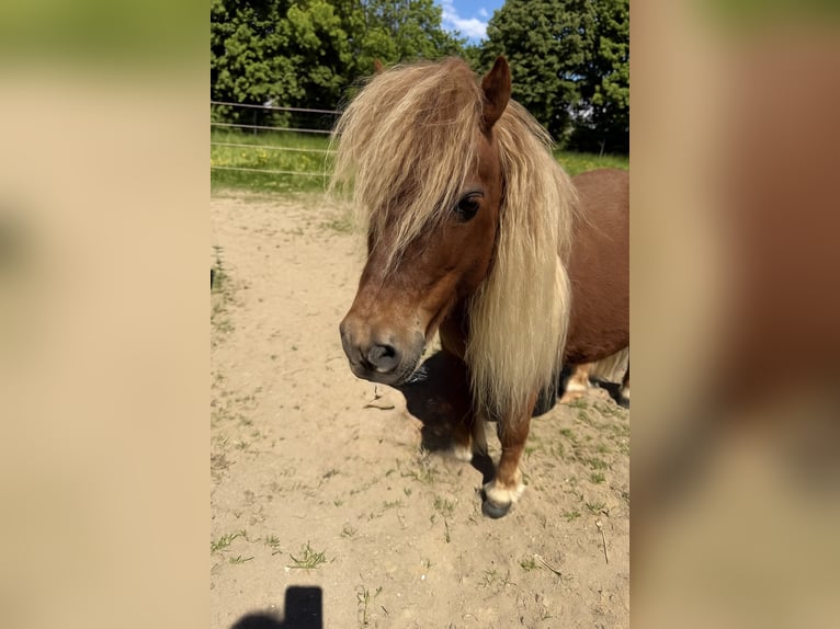 Shetland Ponys Wallach 12 Jahre 85 cm Fuchs in Kerpen