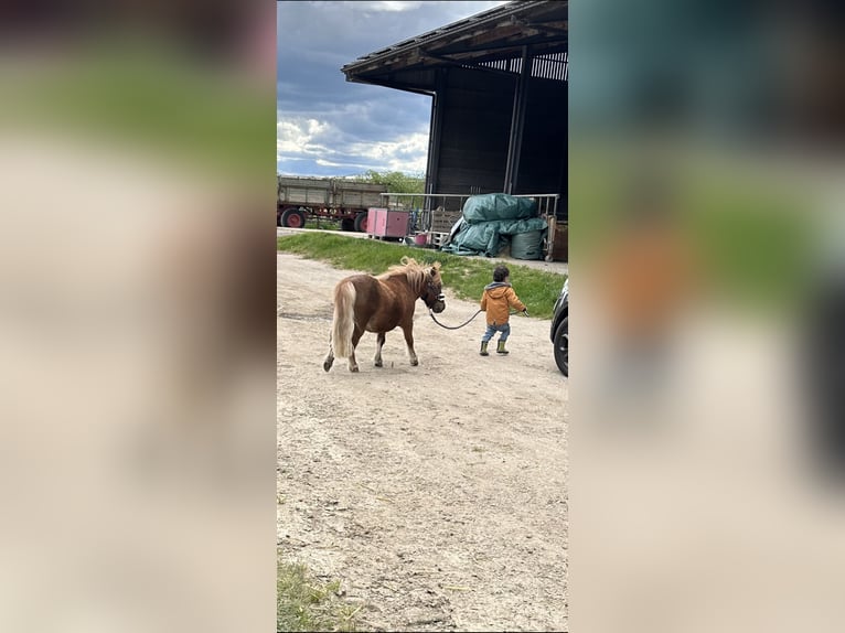 Shetland Ponys Wallach 12 Jahre 85 cm Fuchs in Kerpen
