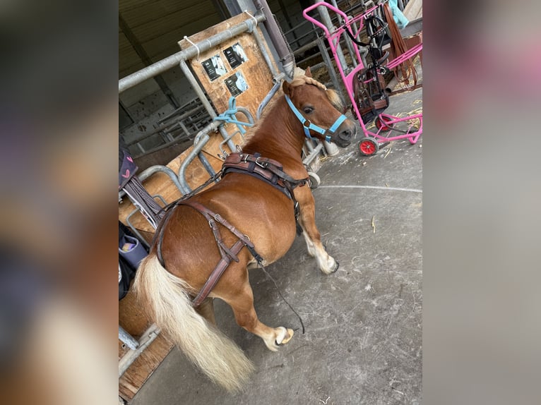 Shetland Ponys Wallach 12 Jahre 85 cm Fuchs in Kerpen