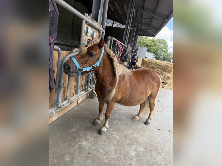 Shetland Ponys Wallach 12 Jahre 85 cm Fuchs in Kerpen