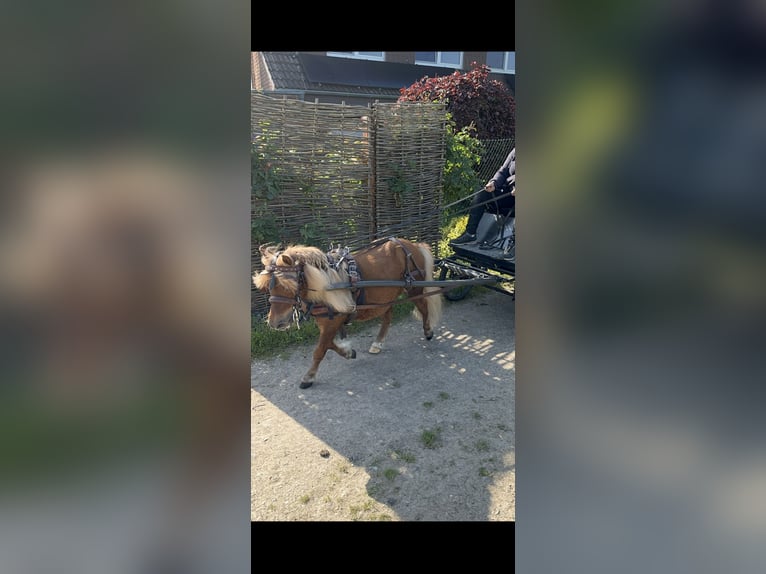 Shetland Ponys Wallach 12 Jahre 85 cm Fuchs in Kerpen
