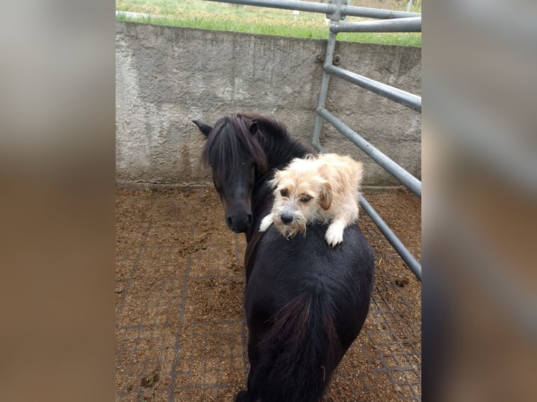 Shetland Ponys Wallach 12 Jahre 85 cm Rappe in Landshut