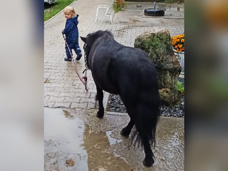 Shetland Ponys Wallach 12 Jahre 85 cm Rappe in Landshut