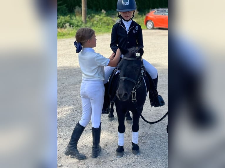 Shetland Ponys Wallach 12 Jahre 85 cm Rappe in Landshut