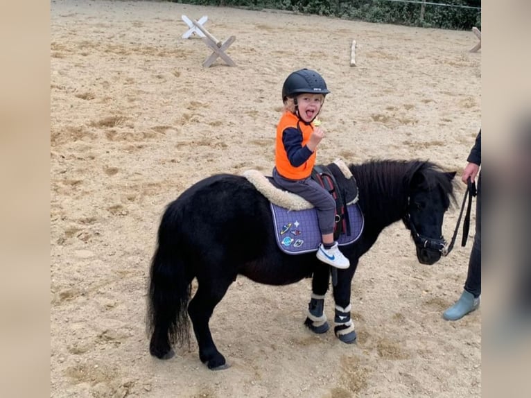 Shetland Ponys Wallach 12 Jahre 85 cm Rappe in Landshut