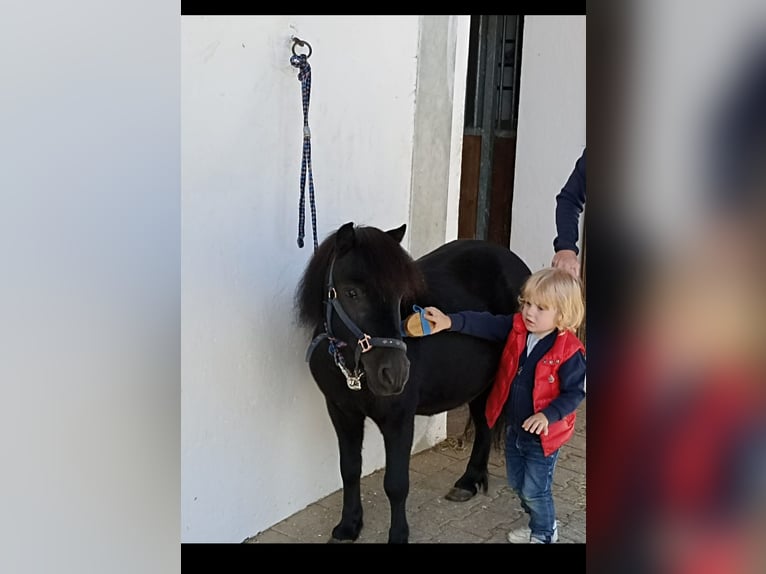 Shetland Ponys Wallach 12 Jahre 85 cm Rappe in Landshut
