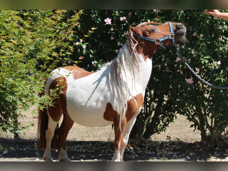Shetland Ponys Wallach 12 Jahre 90 cm Schecke in Rees