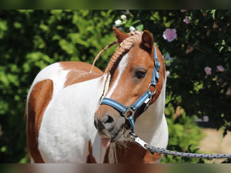 Shetland Ponys Wallach 12 Jahre 90 cm Schecke in Rees