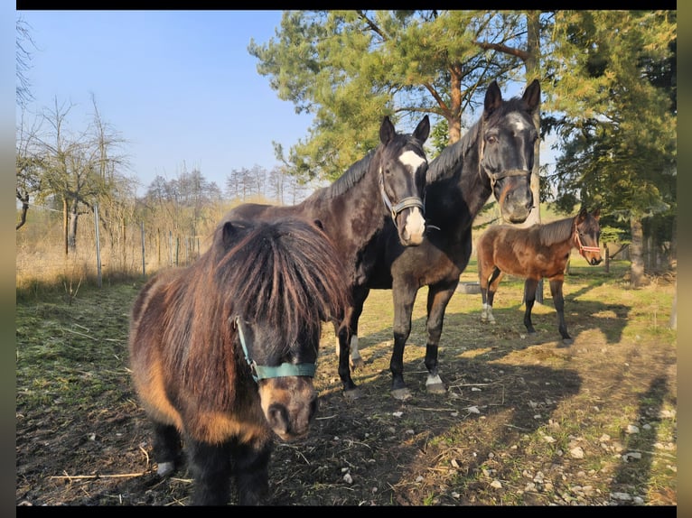 Shetland Ponys Mix Wallach 12 Jahre 92 cm Brauner in Dauer