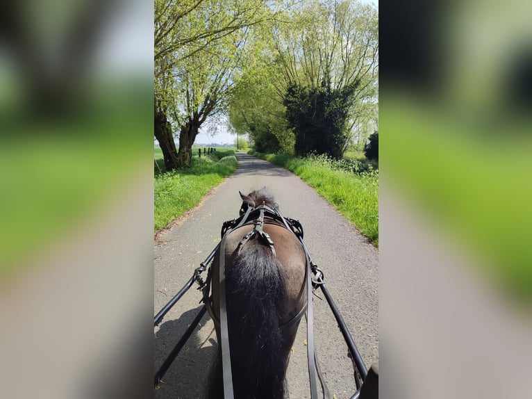Shetland Ponys Wallach 12 Jahre 93 cm Rappe in Oudenburg
