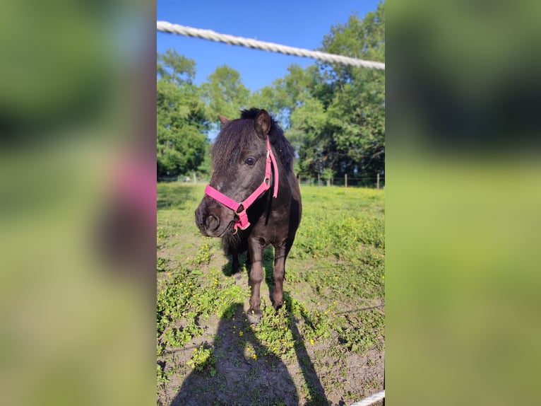 Shetland Ponys Wallach 12 Jahre 93 cm Rappe in Oudenburg