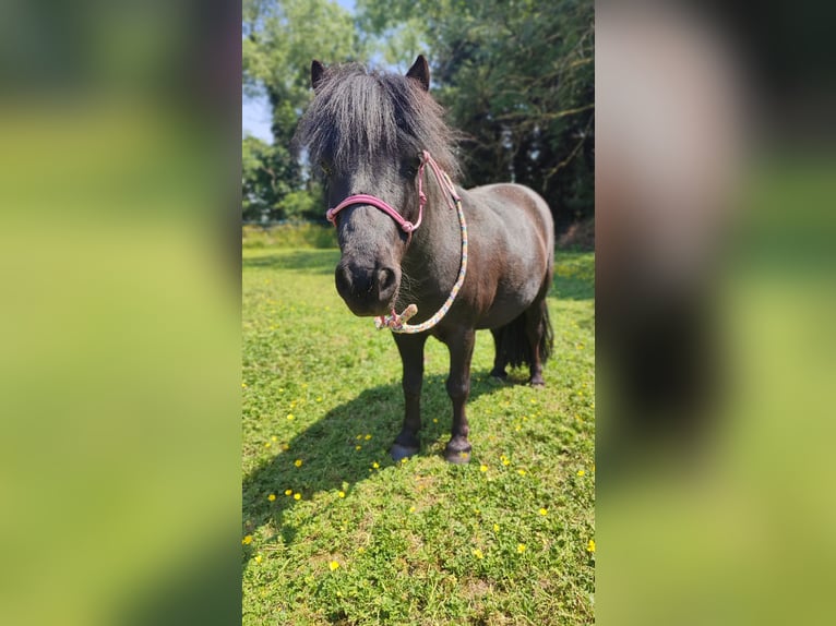 Shetland Ponys Wallach 12 Jahre 93 cm Rappe in Oudenburg