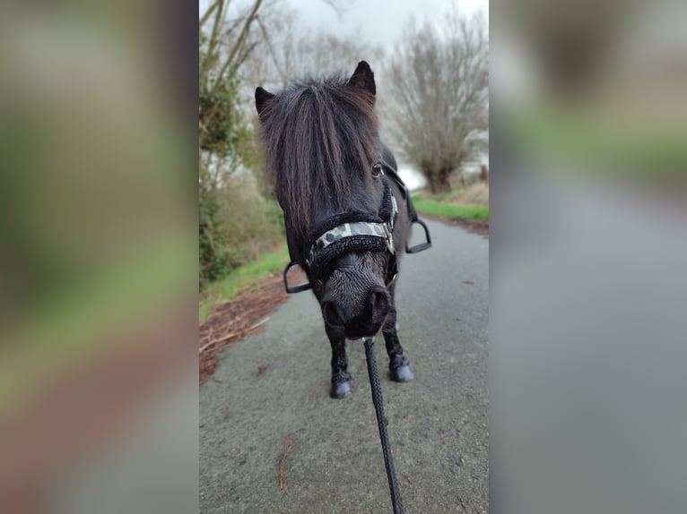Shetland Ponys Wallach 12 Jahre 93 cm Rappe in Oudenburg