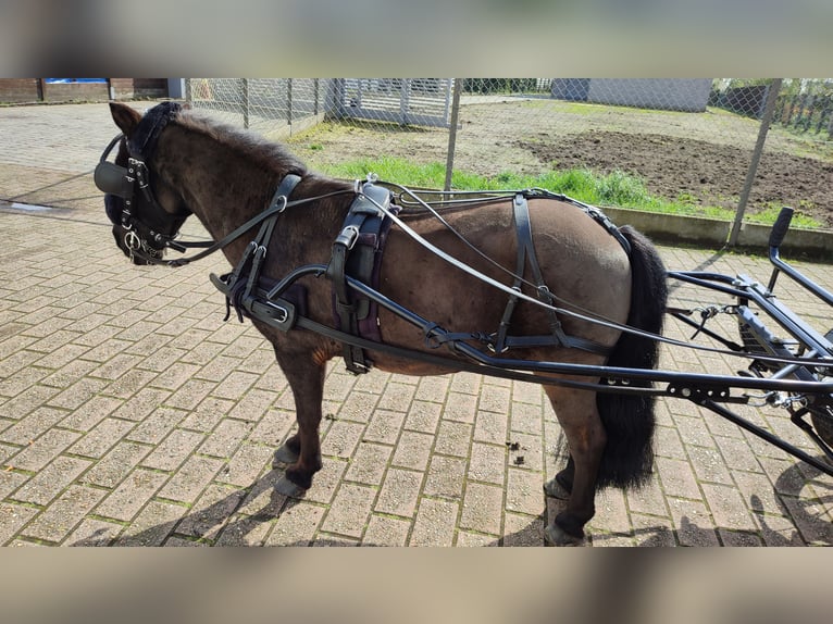 Shetland Ponys Wallach 12 Jahre 93 cm Rappe in Oudenburg