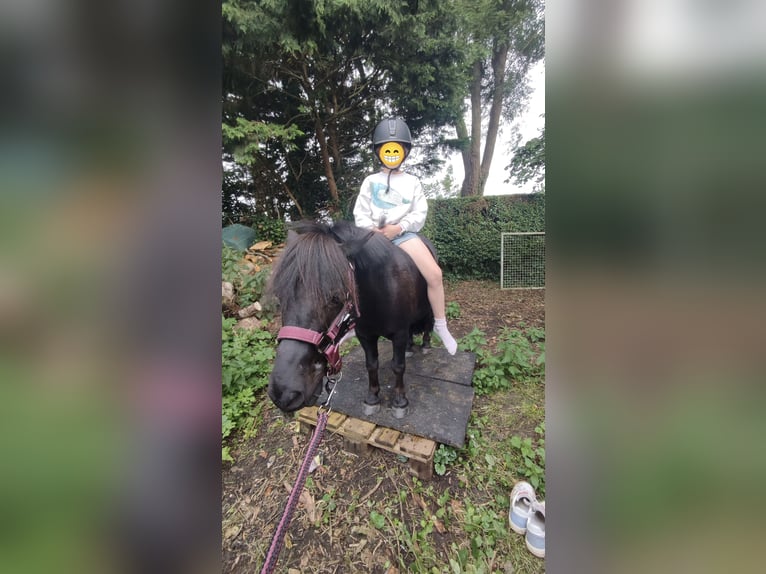 Shetland Ponys Wallach 12 Jahre 93 cm Rappe in Oudenburg
