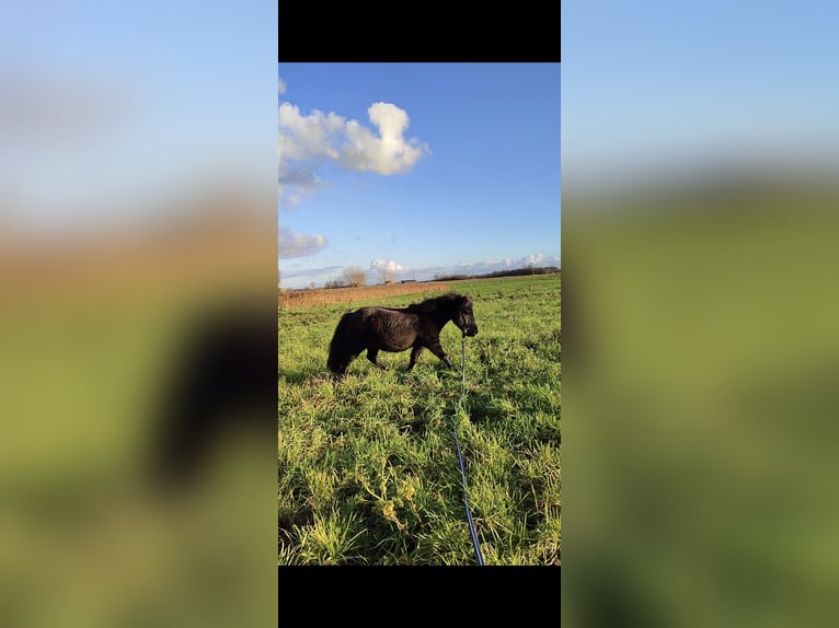 Shetland Ponys Wallach 12 Jahre 93 cm Rappe in Oudenburg