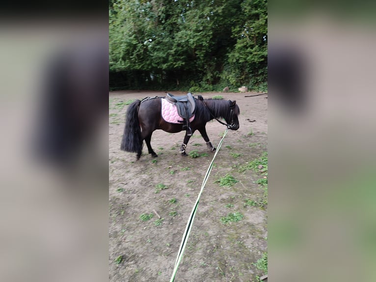 Shetland Ponys Wallach 12 Jahre 93 cm Rappe in Oudenburg