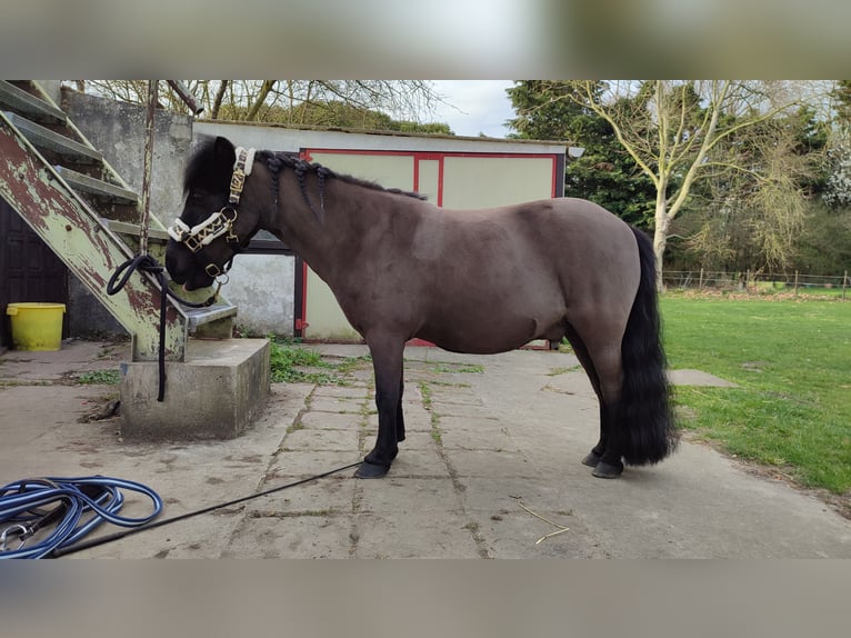 Shetland Ponys Wallach 12 Jahre 93 cm Rappe in Oudenburg