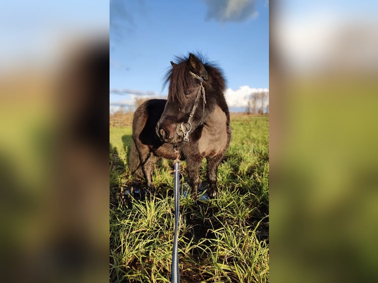 Shetland Ponys Wallach 12 Jahre 93 cm Rappe in Oudenburg