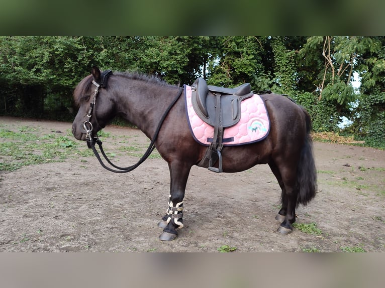 Shetland Ponys Wallach 12 Jahre 93 cm Rappe in Oudenburg
