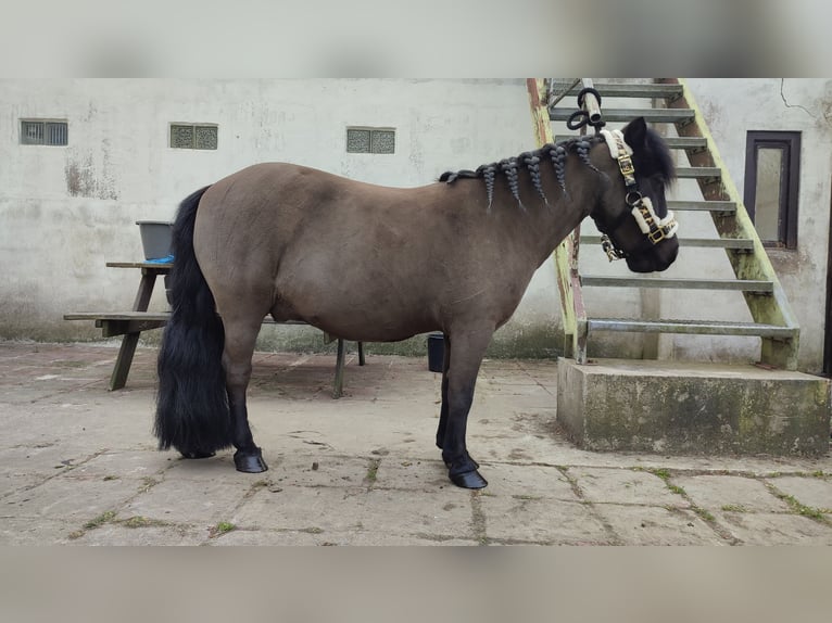 Shetland Ponys Wallach 12 Jahre 93 cm Rappe in Oudenburg