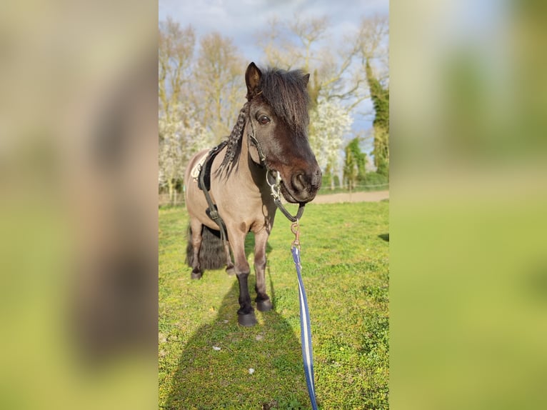 Shetland Ponys Wallach 12 Jahre 93 cm Rappe in Oudenburg