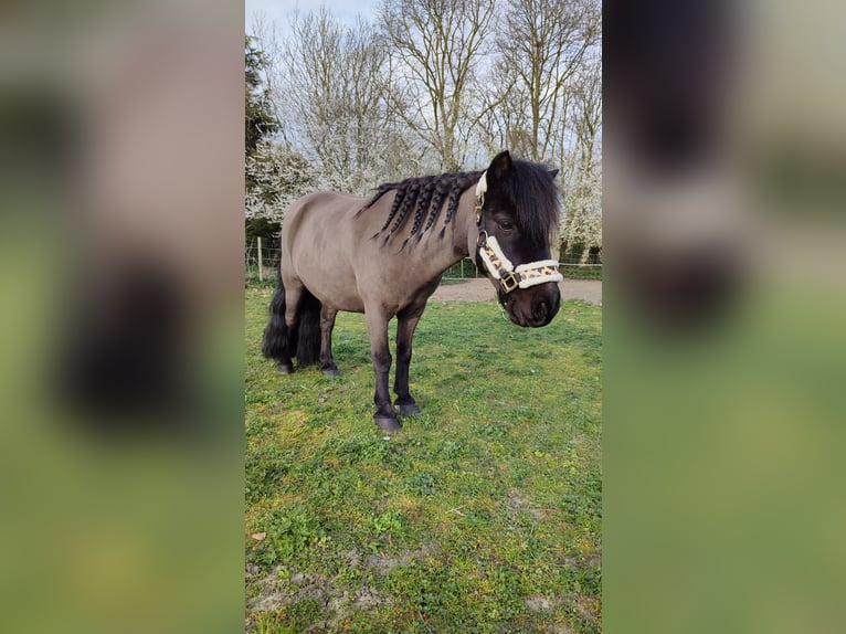 Shetland Ponys Wallach 12 Jahre 93 cm Rappe in Oudenburg