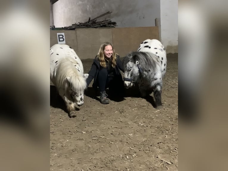 Shetland Ponys Wallach 12 Jahre 96 cm Tigerschecke in Ober Olm