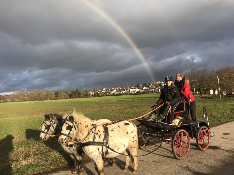 Shetland Ponys Wallach 12 Jahre 96 cm Tigerschecke in Ober Olm