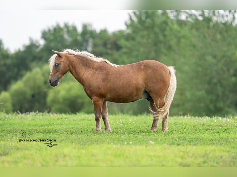 Shetland Ponys Wallach 13 Jahre 102 cm Palomino in Clover