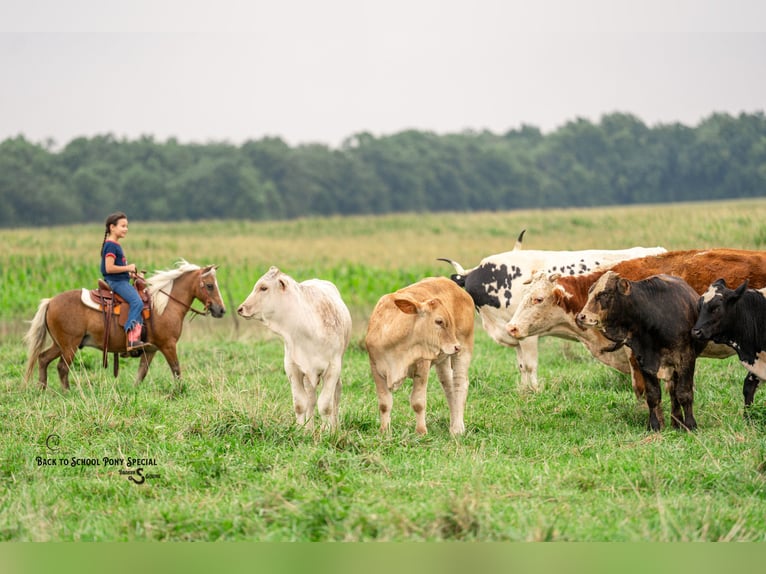 Shetland Ponys Wallach 13 Jahre 102 cm Palomino in Clover
